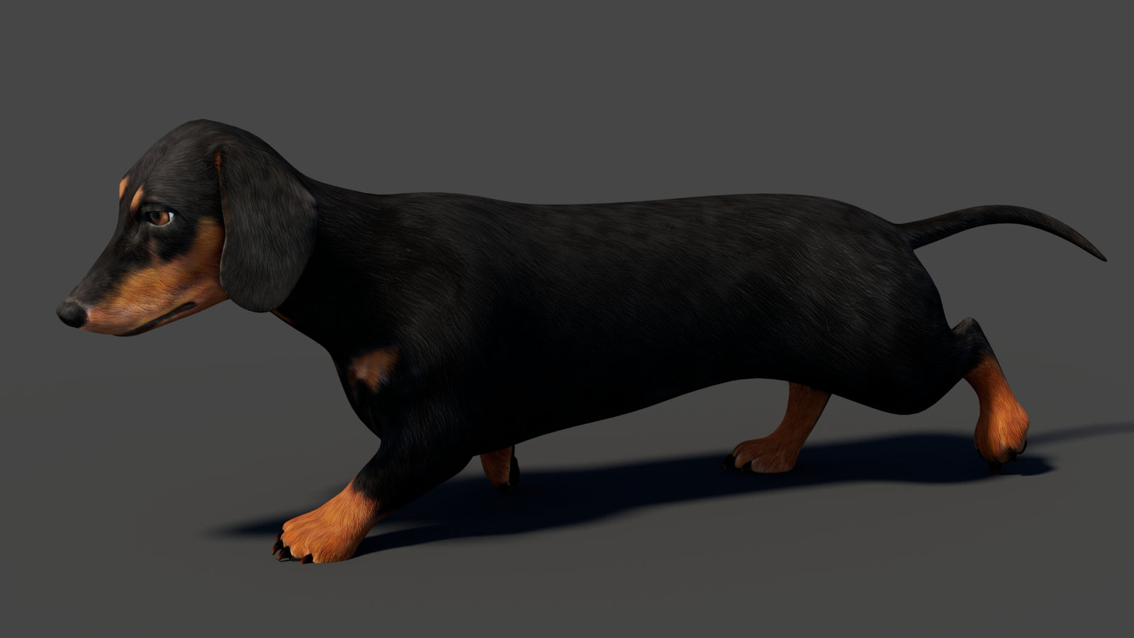 Black Dachshund Dog Animated 3D Model 360° view 5 frame 7