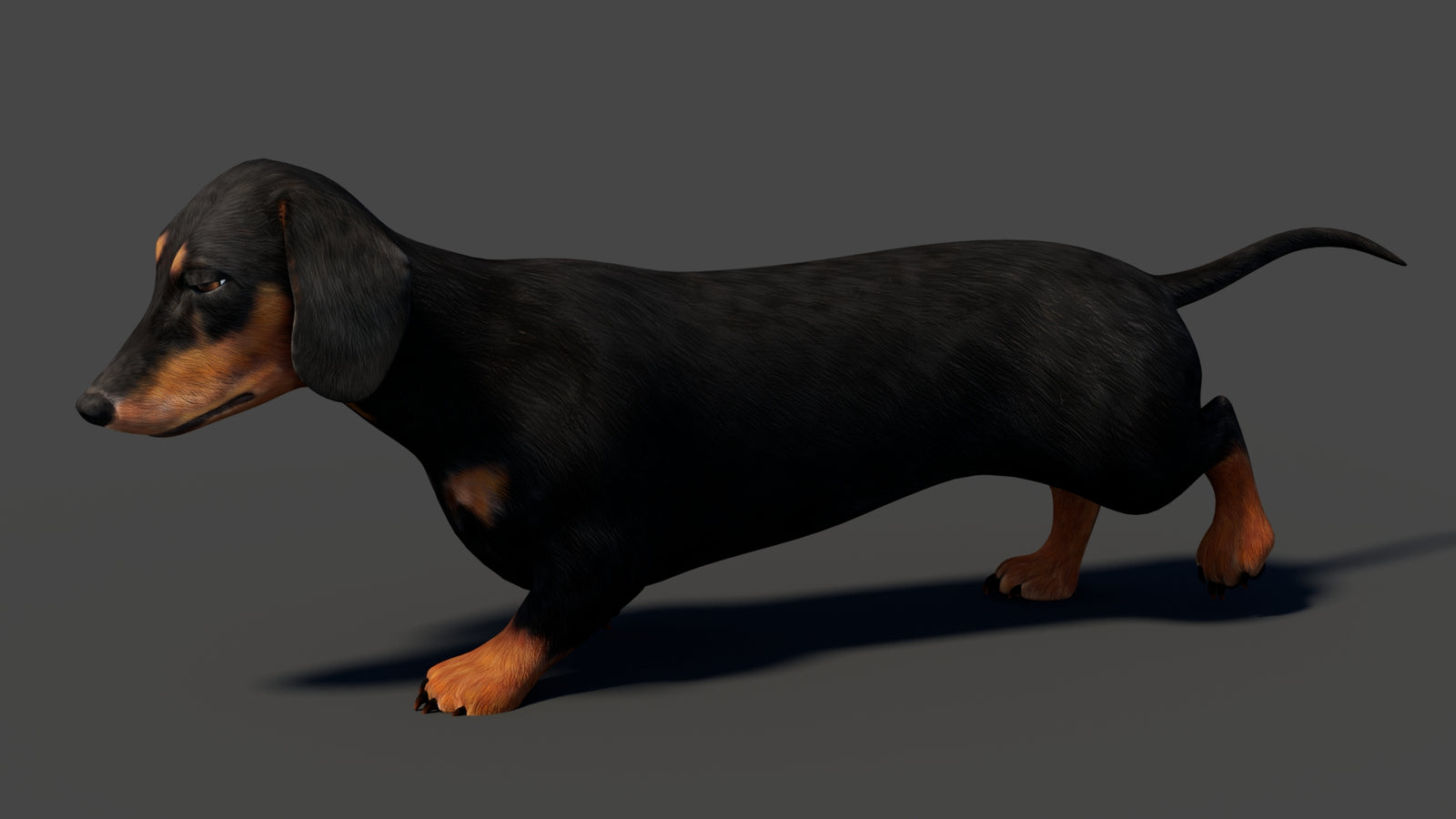 Black Dachshund Dog Animated 3D Model 360° view 5 frame 8