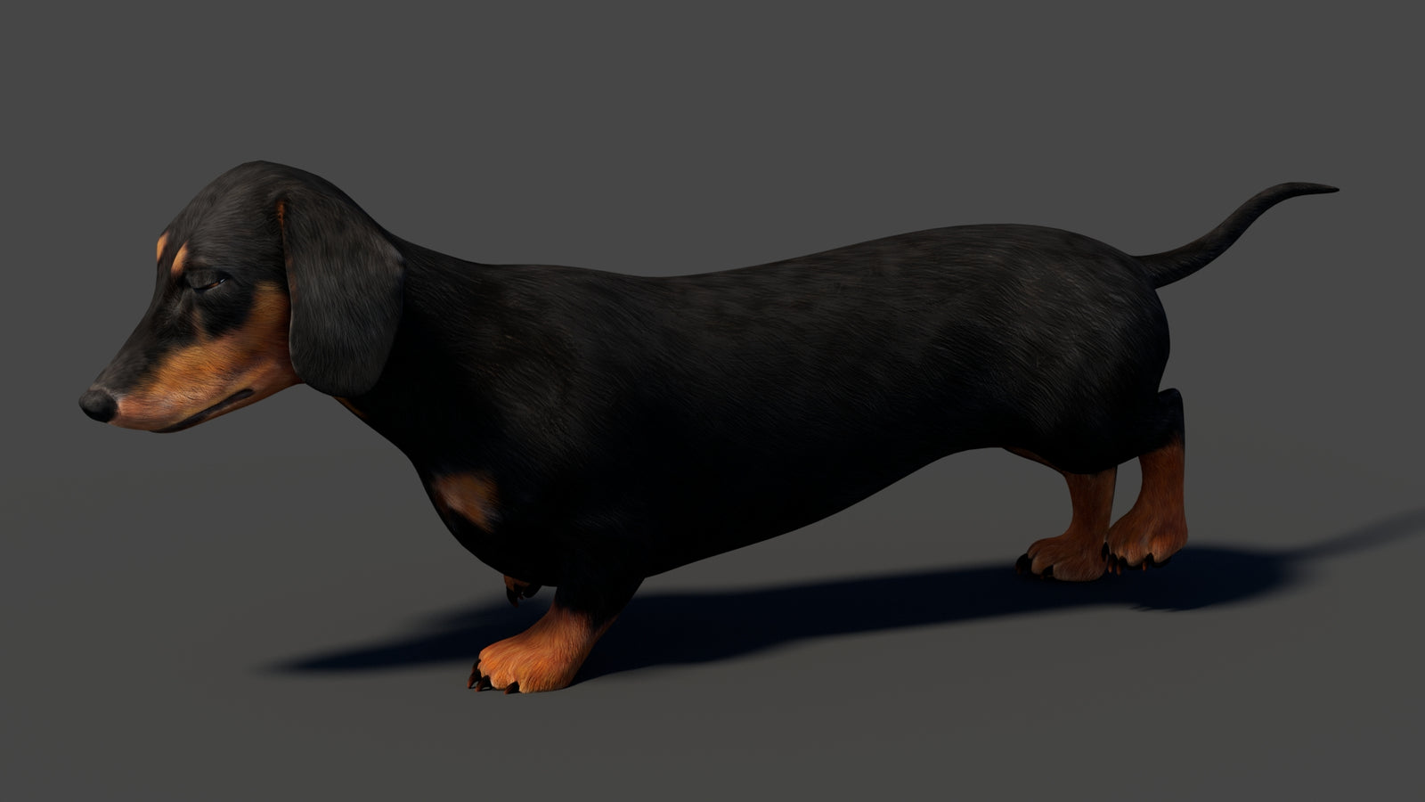 Black Dachshund Dog Animated 3D Model 360° view 5 frame 9
