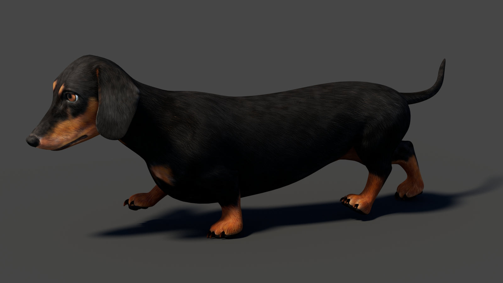 Black Dachshund Dog Animated 3D Model 360° view 5 frame 11