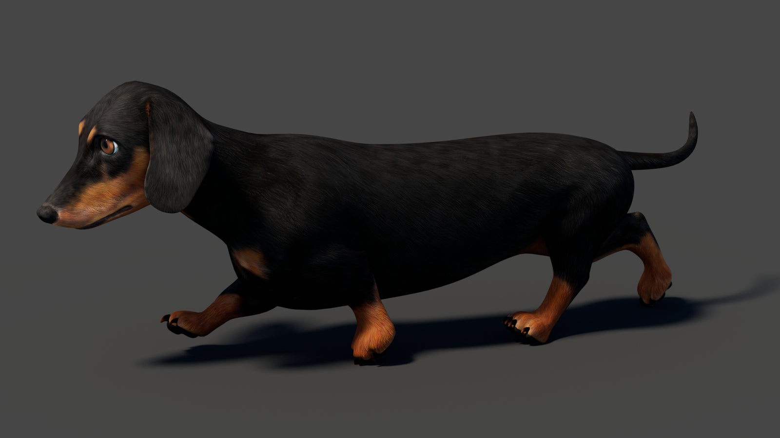 Black Dachshund Dog Animated 3D Model 360° view 5 frame 12