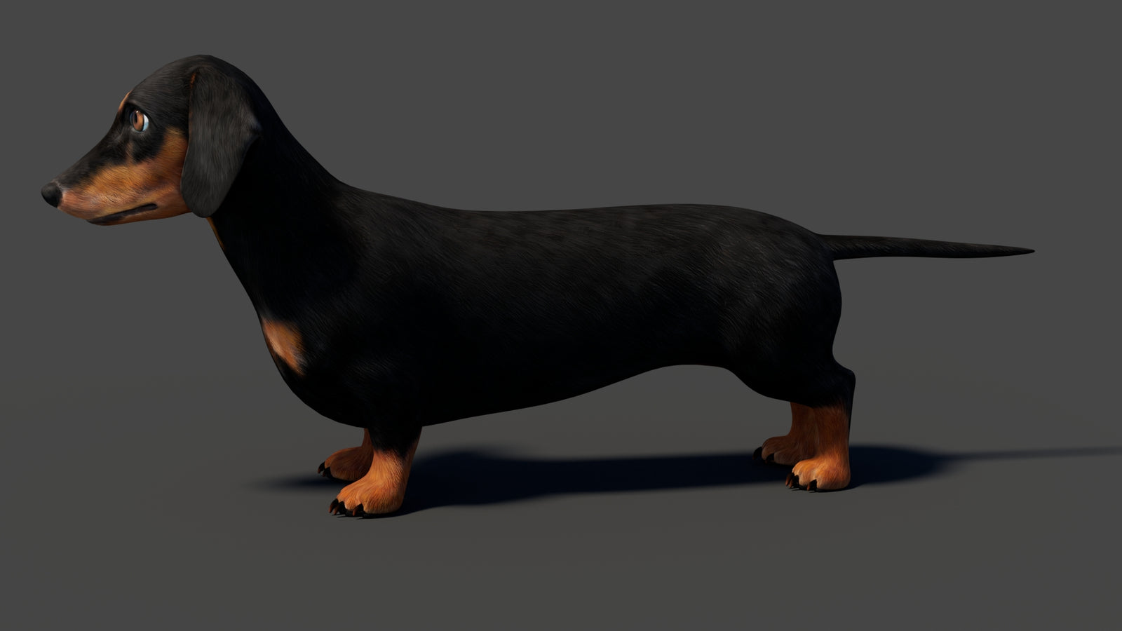 Rigged Black Dachshund Dog 3D Model 360° view 1 frame 1