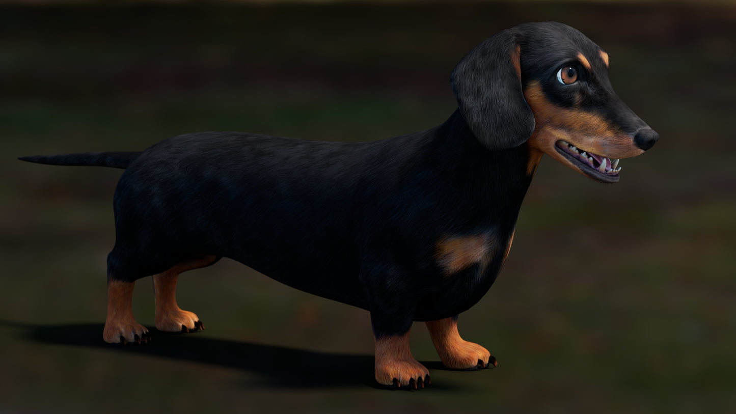 Black Dachshund Dog 3D Model for Download