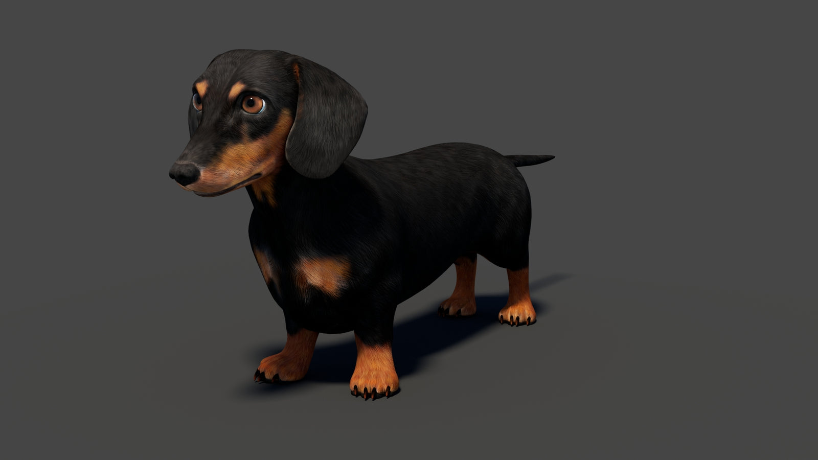 Rigged Black Dachshund Dog 3D Model 360° view 1 frame 6