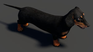 Black Dachshund Dog 3D Model for Download