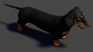 Black Dachshund Dog 3D Model for Download Thumbnail