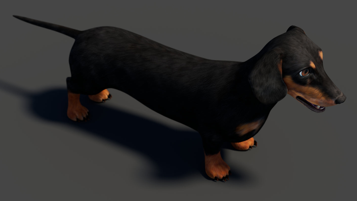 Black Dachshund Dog 3D Model for Download
