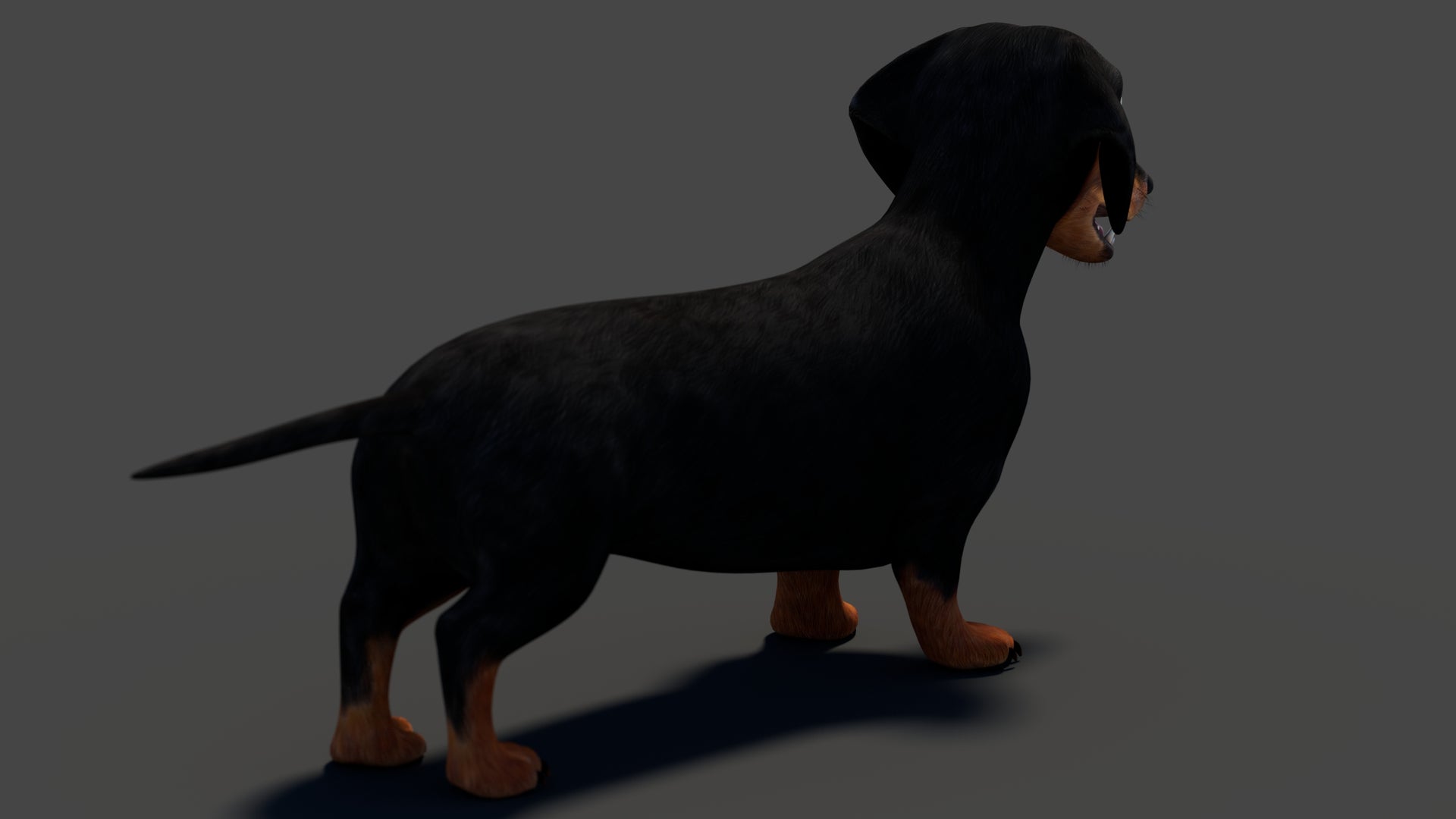 Black Dachshund Dog 3D Model for Download