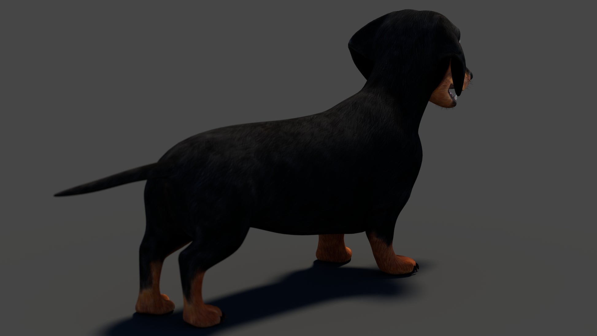 Black Dachshund Dog 3D Model for Download