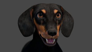 Black Dachshund Dog 3D Model for Download
