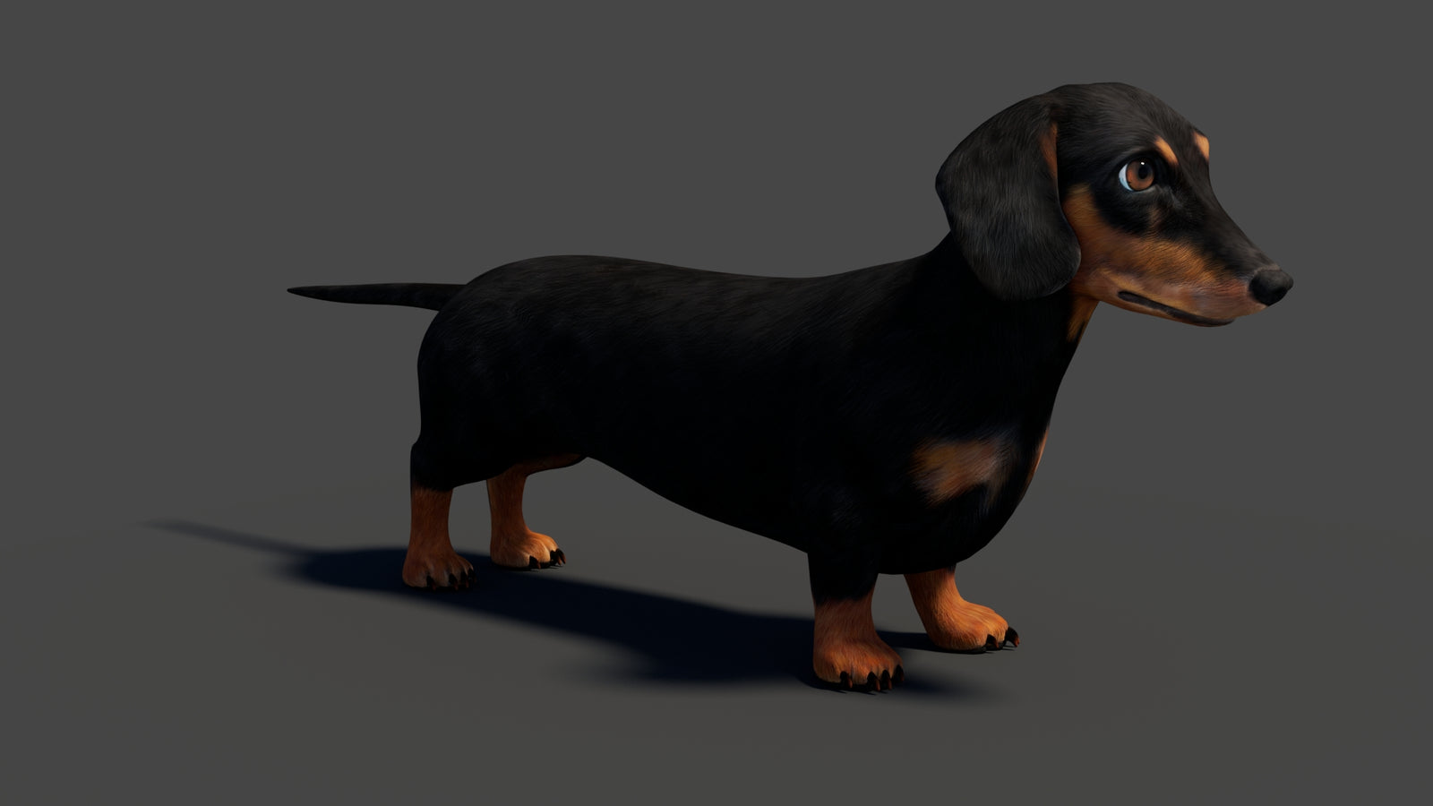 Rigged Black Dachshund Dog 3D Model 360° view 1 frame 14