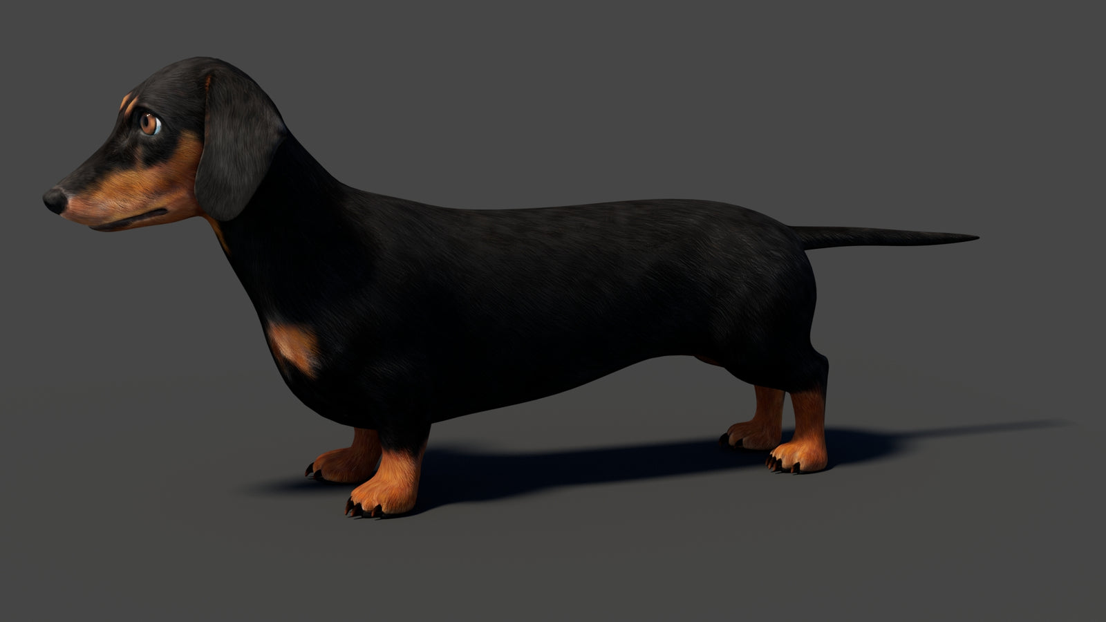 Black Dachshund Dog Animated 3D Model 360° view 1 frame 2