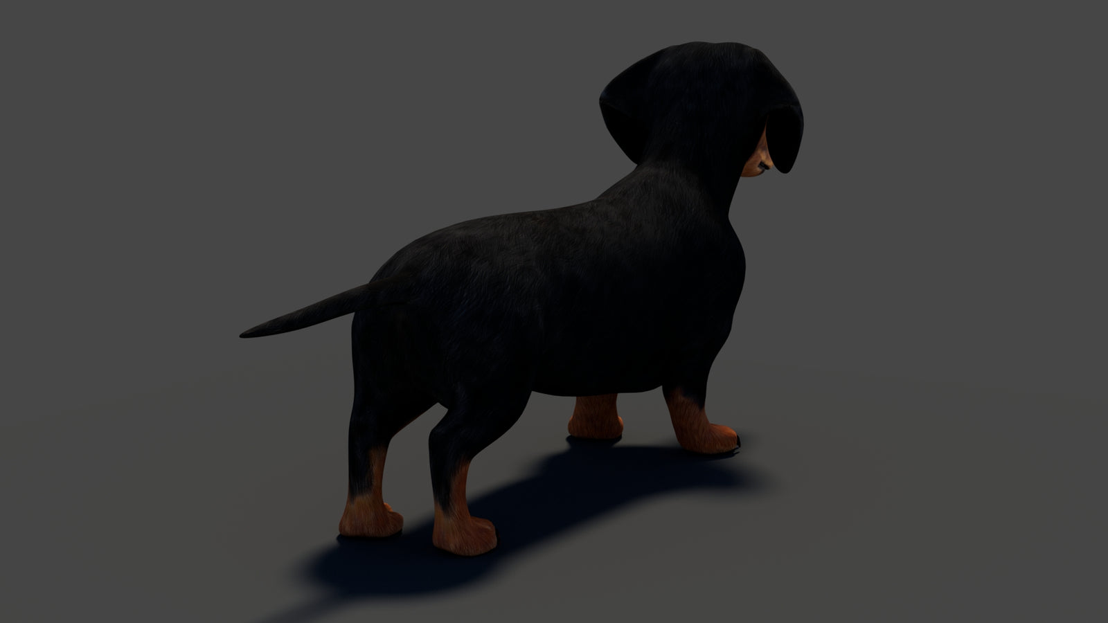 Rigged Black Dachshund Dog 3D Model 360° view 1 frame 24