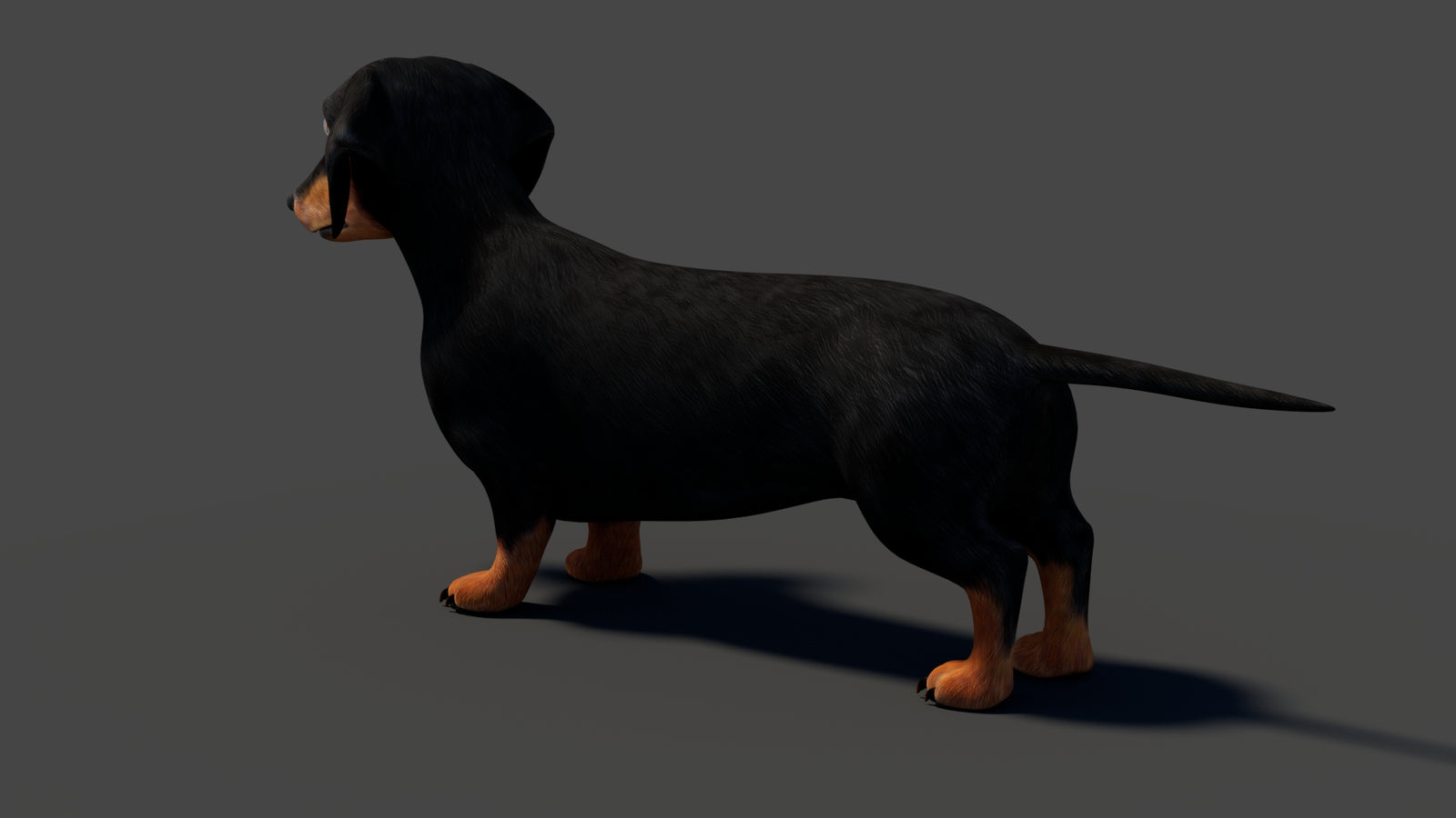 Rigged Black Dachshund Dog 3D Model 360° view 1 frame 32