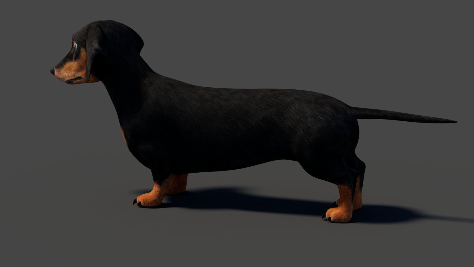 Rigged Black Dachshund Dog 3D Model 360° view 1 frame 34