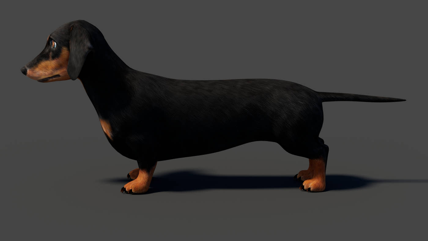 Rigged Black Dachshund Dog 3D Model - 360 Degree View
