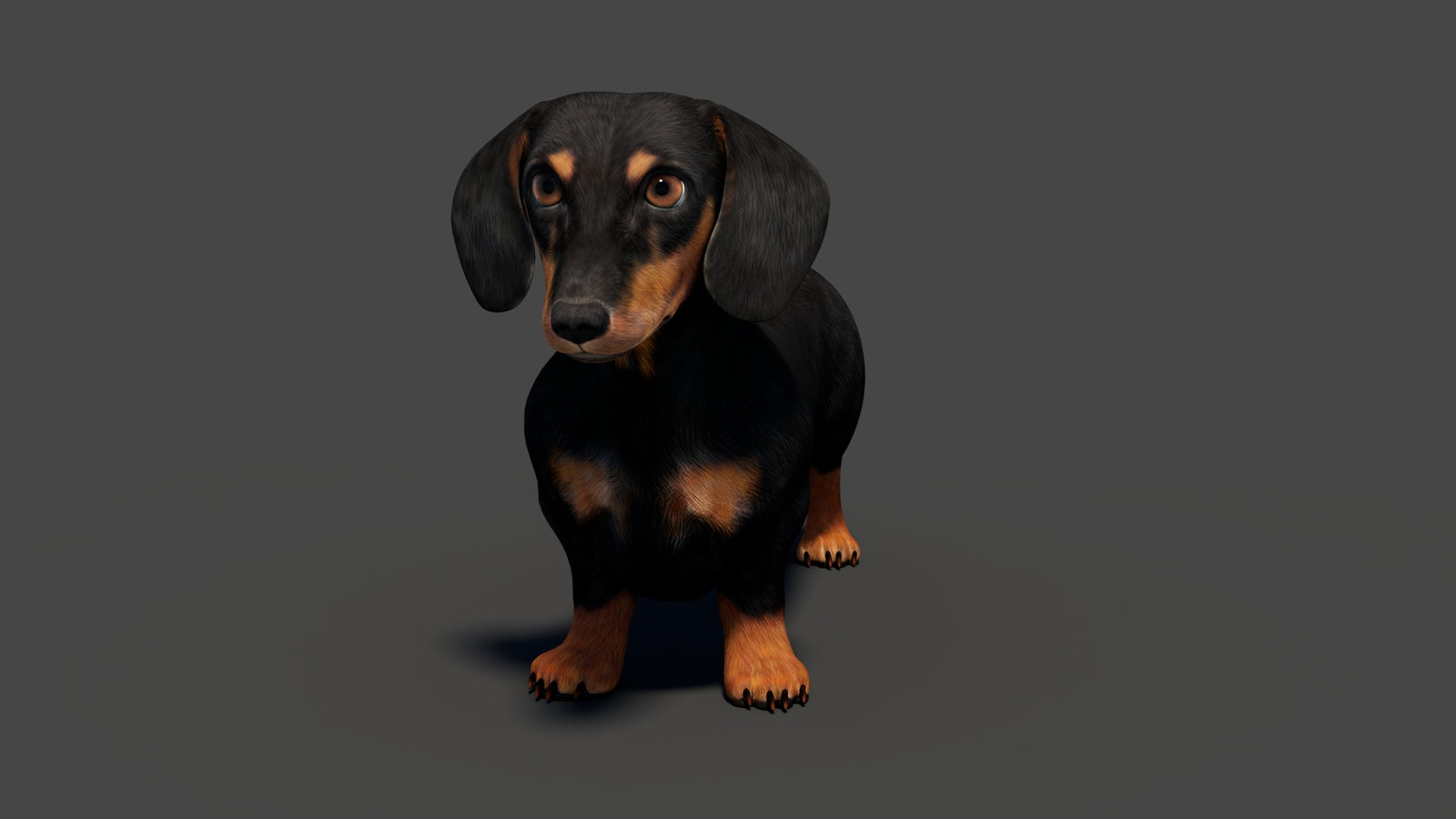 Black Dachshund Dog Animated 3D Model 360° view 1 frame 8