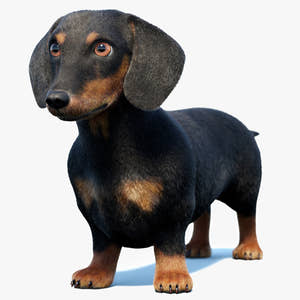 Black Dachshund Dog 3D Model with Fur Thumbnail