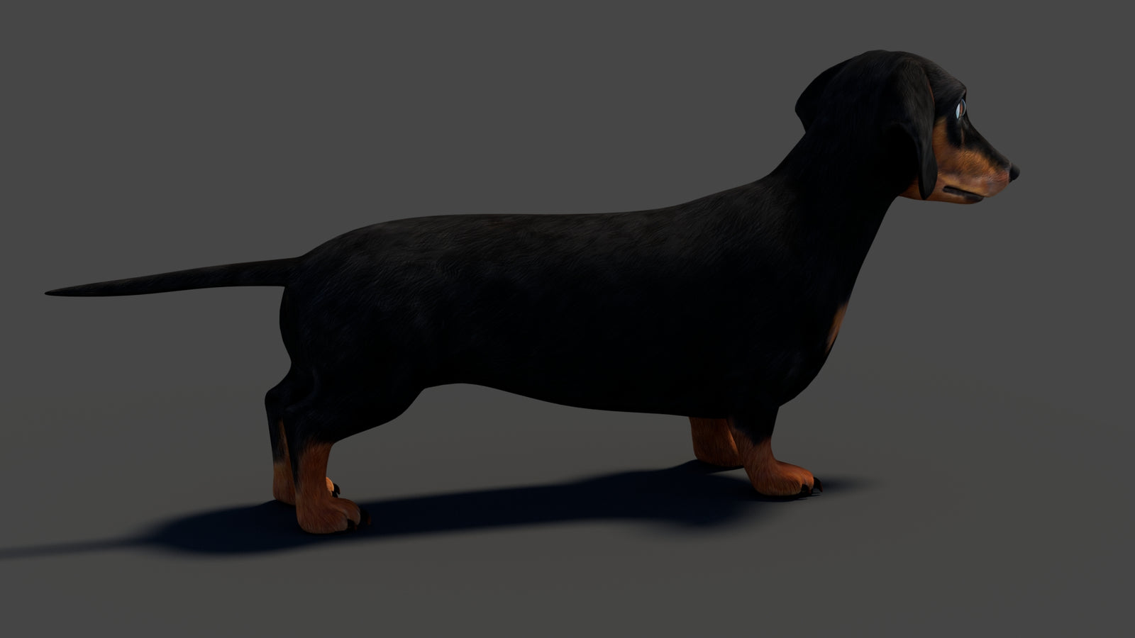 Black Dachshund Dog Animated 3D Model 360° view 1 frame 20