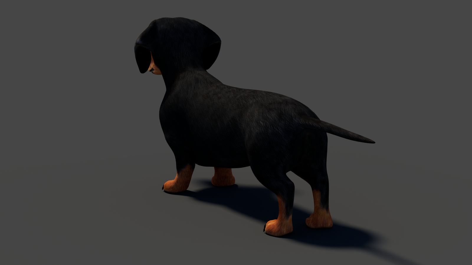 Black Dachshund Dog Animated 3D Model 360° view 1 frame 30