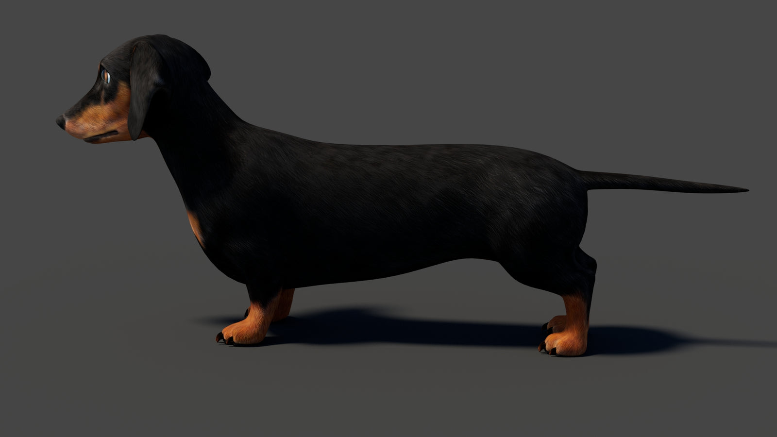 Black Dachshund Dog Animated 3D Model 360° view 1 frame 35