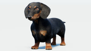 Black Dachshund Dog 3D Model with Fur Thumbnail