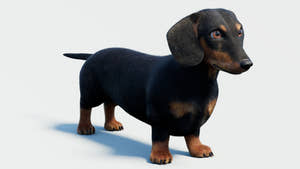Black Dachshund Dog 3D Model with Fur Thumbnail