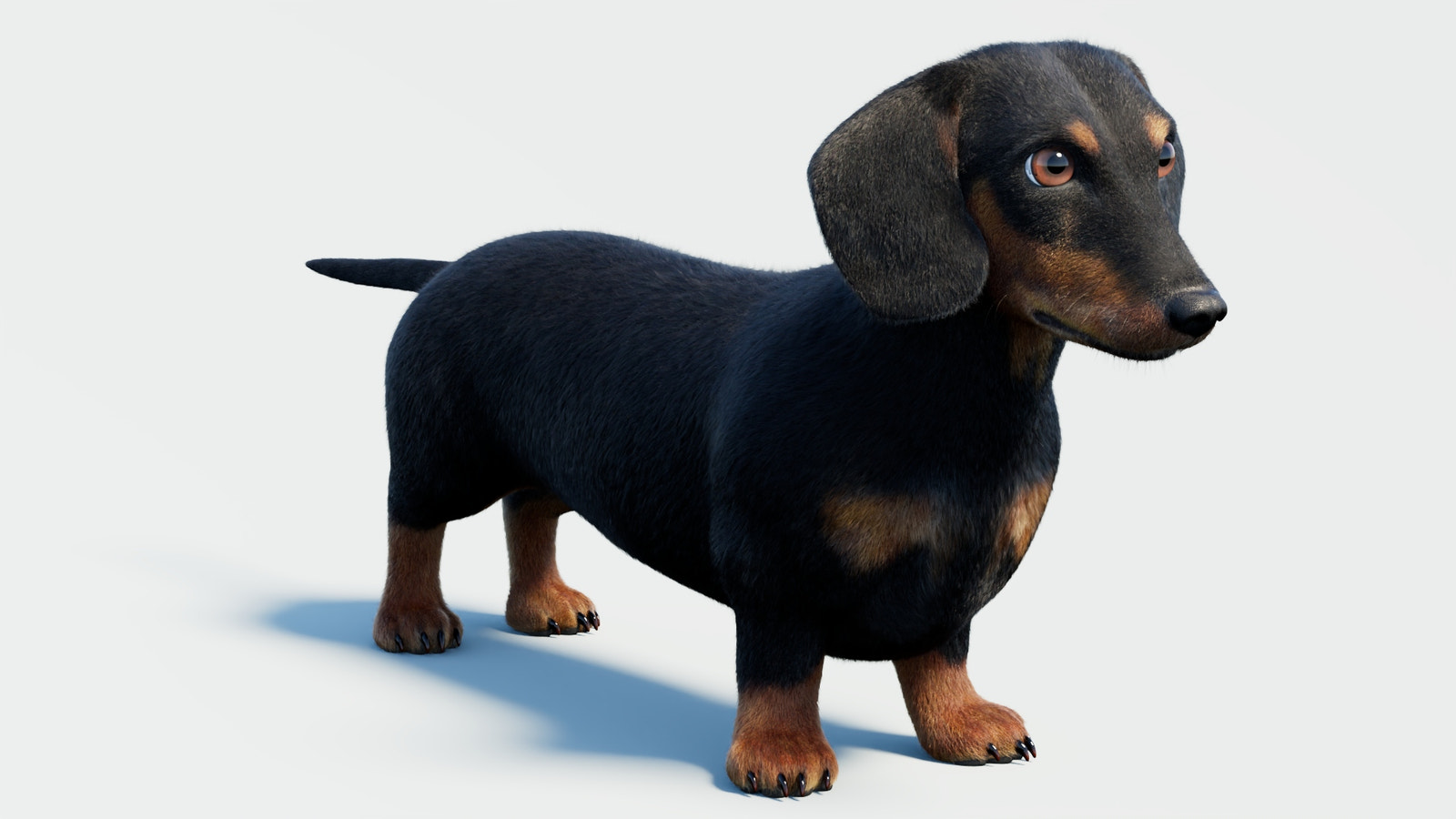 Black Dachshund Dog 3D Model with Fur
