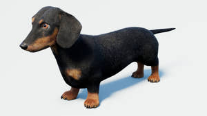 Black Dachshund Dog 3D Model with Fur Thumbnail