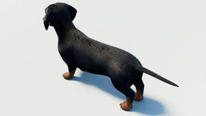 Black Dachshund Dog 3D Model with Fur Thumbnail