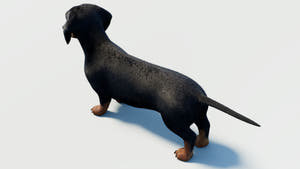 Black Dachshund Dog 3D Model - Hair and Fur Thumbnail