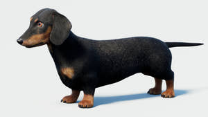 Black Dachshund Dog 3D Model with Fur Thumbnail