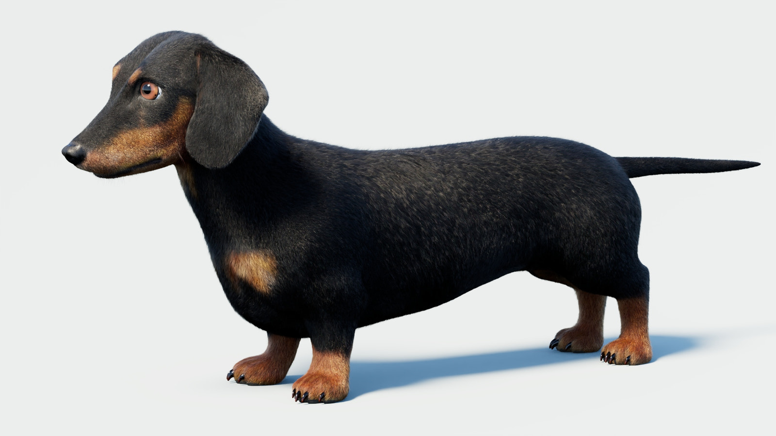 Black Dachshund Dog 3D Model with Fur