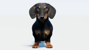 Black Dachshund Dog 3D Model with Fur Thumbnail