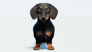 Black Dachshund Dog 3D Model - Hair and Fur Thumbnail