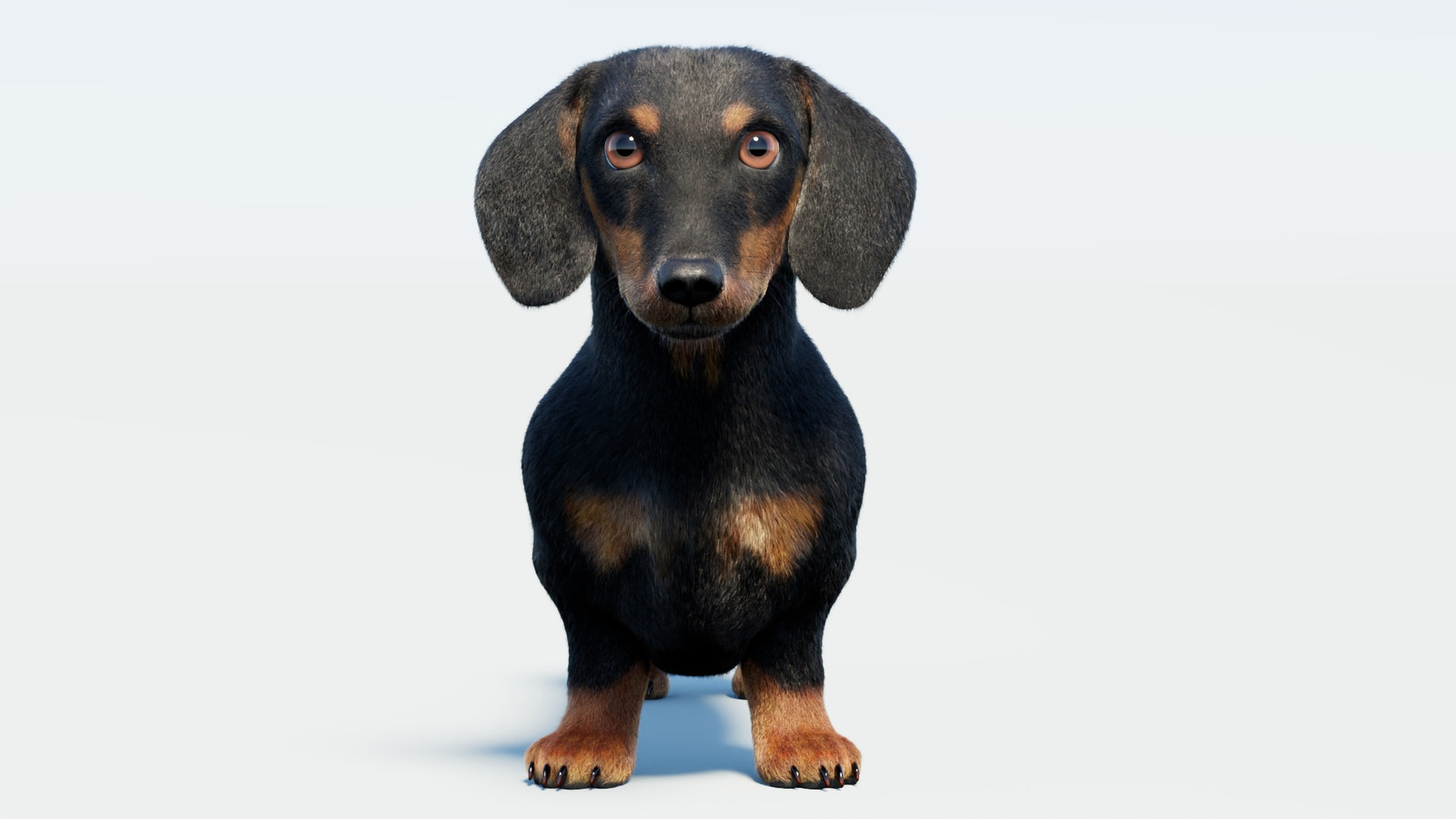 Black Dachshund Dog 3D Model with Fur