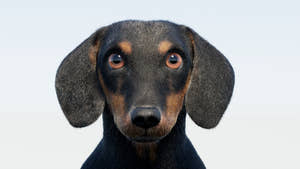 Black Dachshund Dog 3D Model with Fur Thumbnail