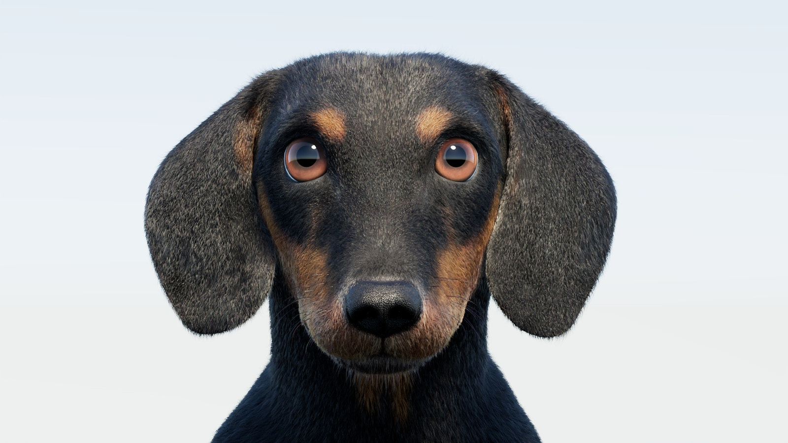 Black Dachshund Dog 3D Model with Fur