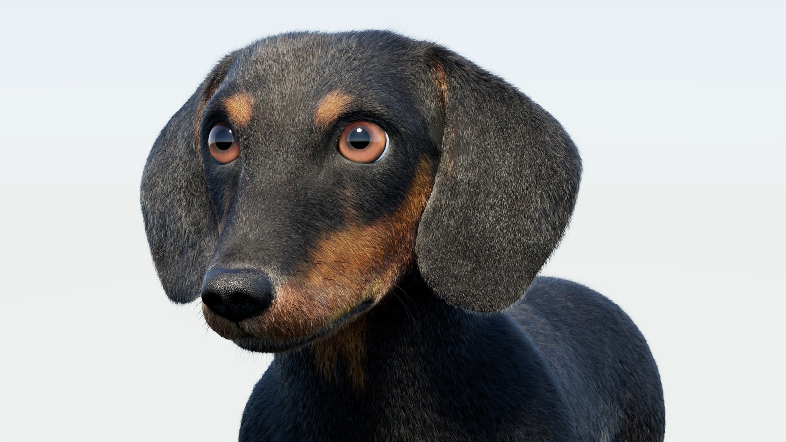 Black Dachshund Dog 3D Model with Fur