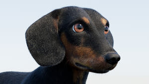 Black Dachshund Dog 3D Model - Hair and Fur Thumbnail