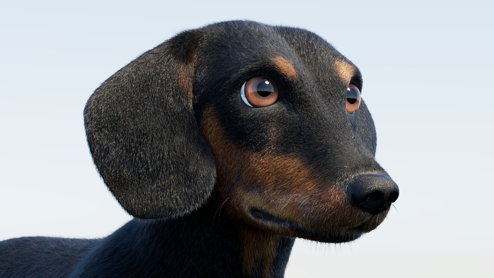 Black Dachshund Dog 3D Model with Fur