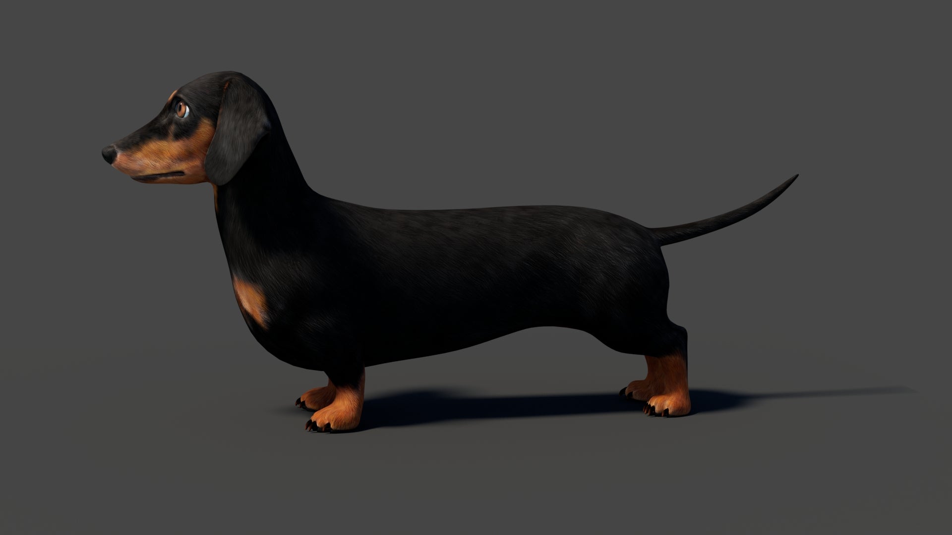 Rigged Black Dachshund Dog 3D Model - 360 Degree View