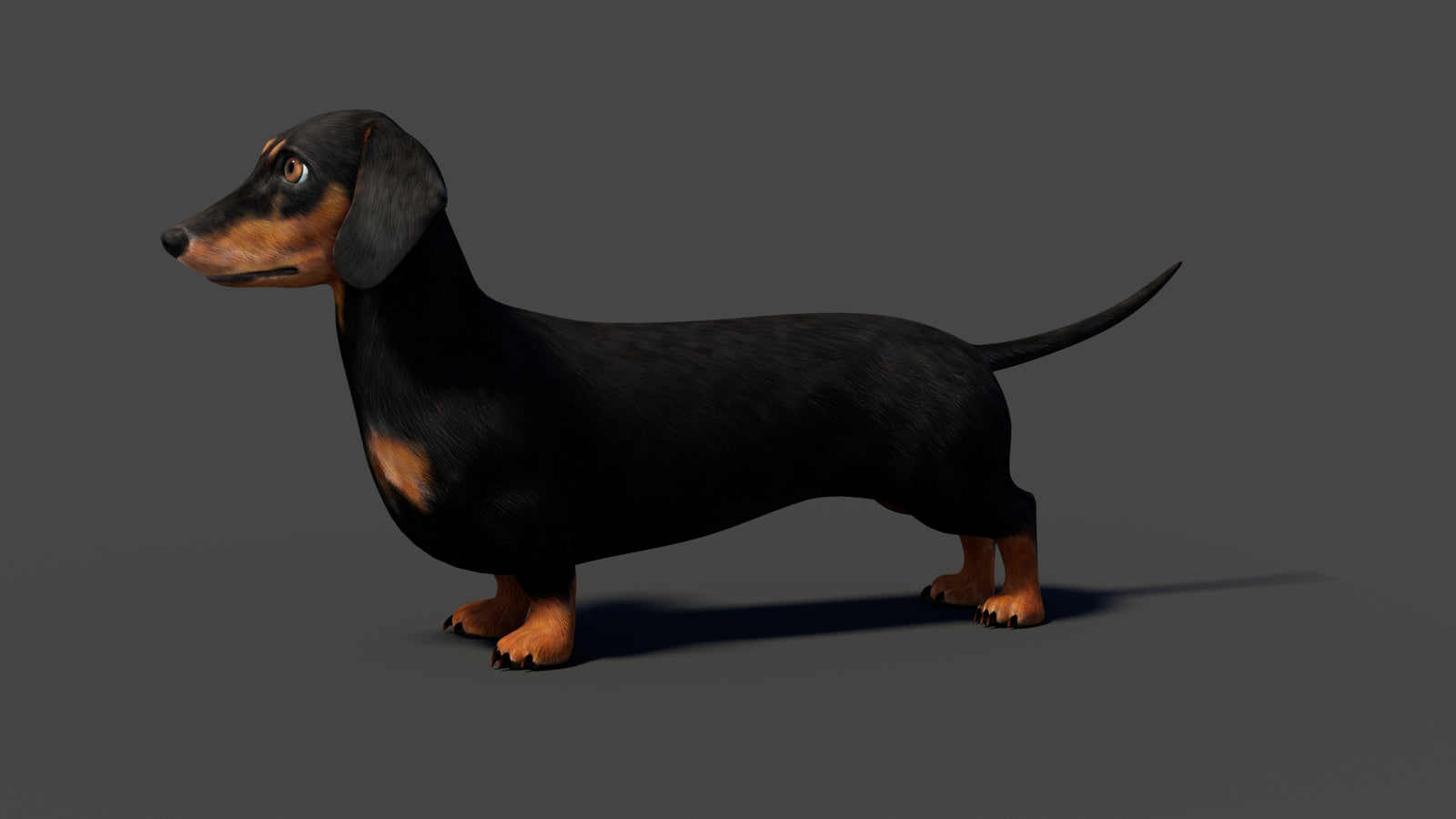 Rigged Black Dachshund Dog 3D Model 360° view 2 frame 2