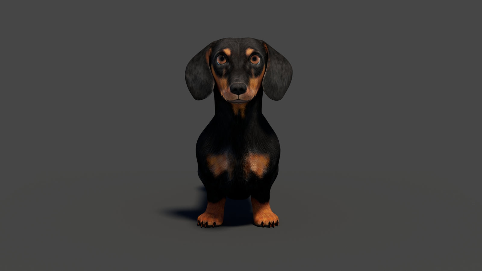 Rigged Black Dachshund Dog 3D Model 360° view 2 frame 9