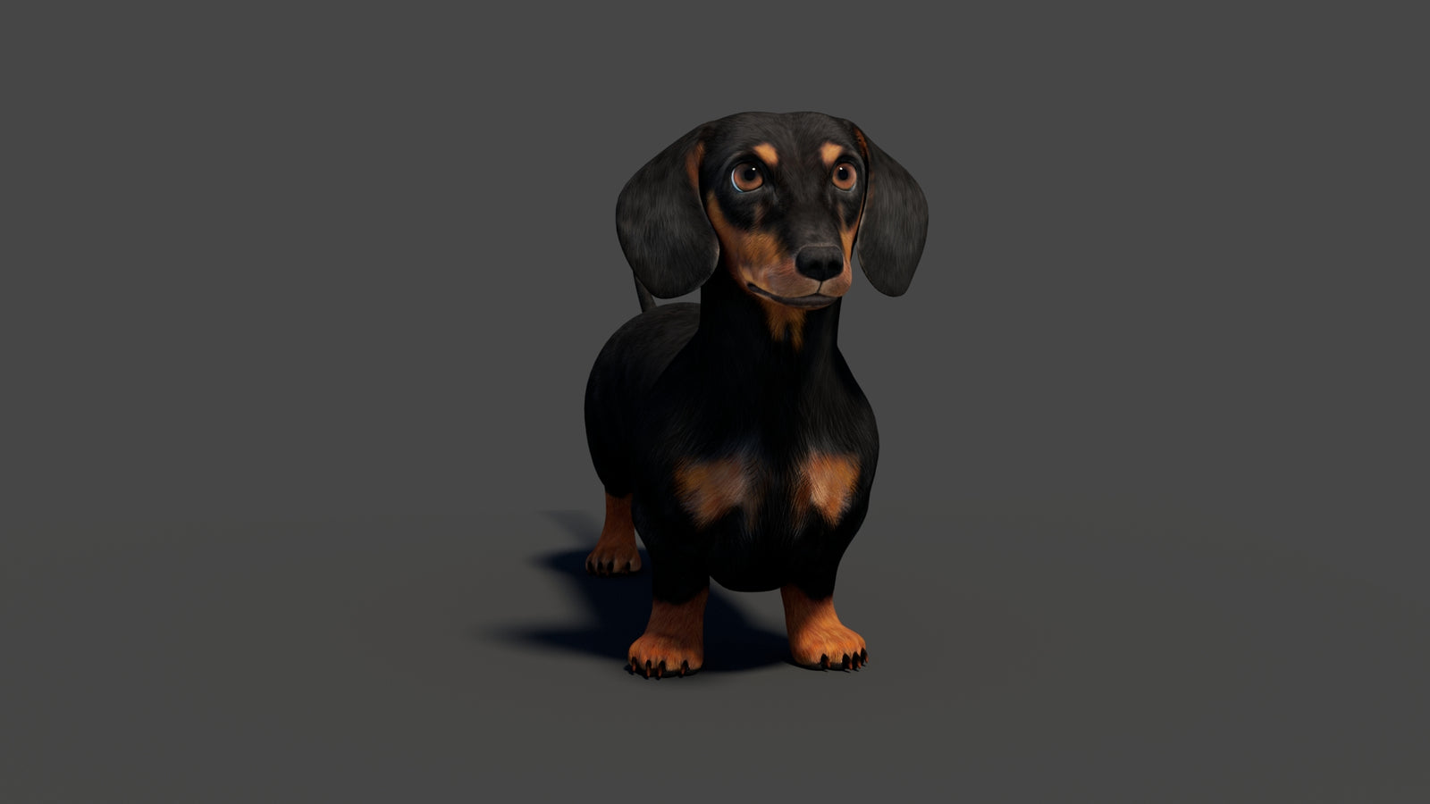 Rigged Black Dachshund Dog 3D Model 360° view 2 frame 10
