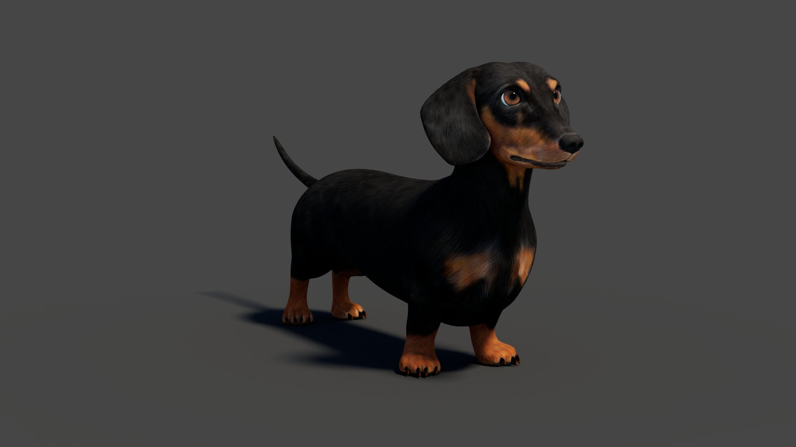 Rigged Black Dachshund Dog 3D Model 360° view 2 frame 12