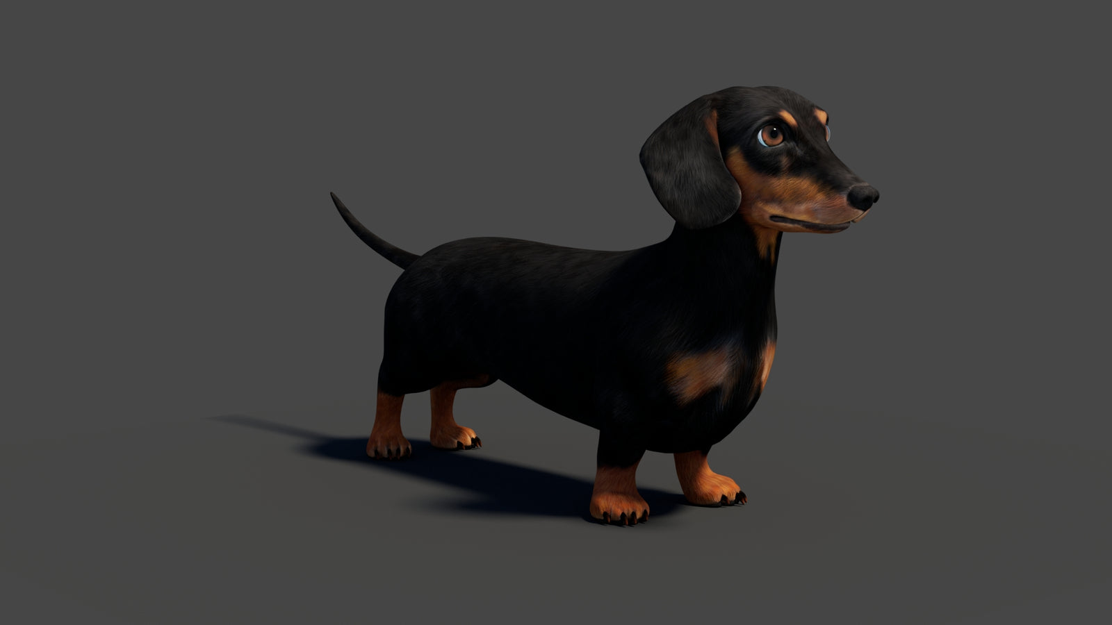 Rigged Black Dachshund Dog 3D Model 360° view 2 frame 13