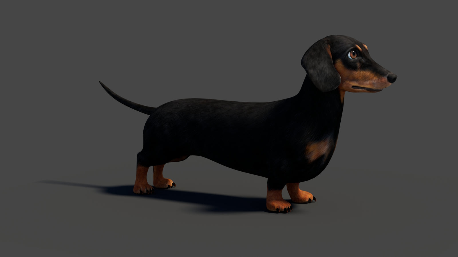 Rigged Black Dachshund Dog 3D Model 360° view 2 frame 15