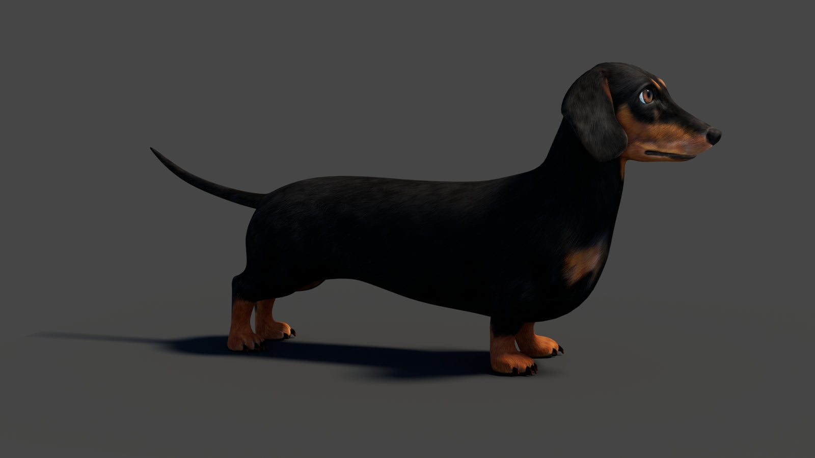 Rigged Black Dachshund Dog 3D Model 360° view 2 frame 16