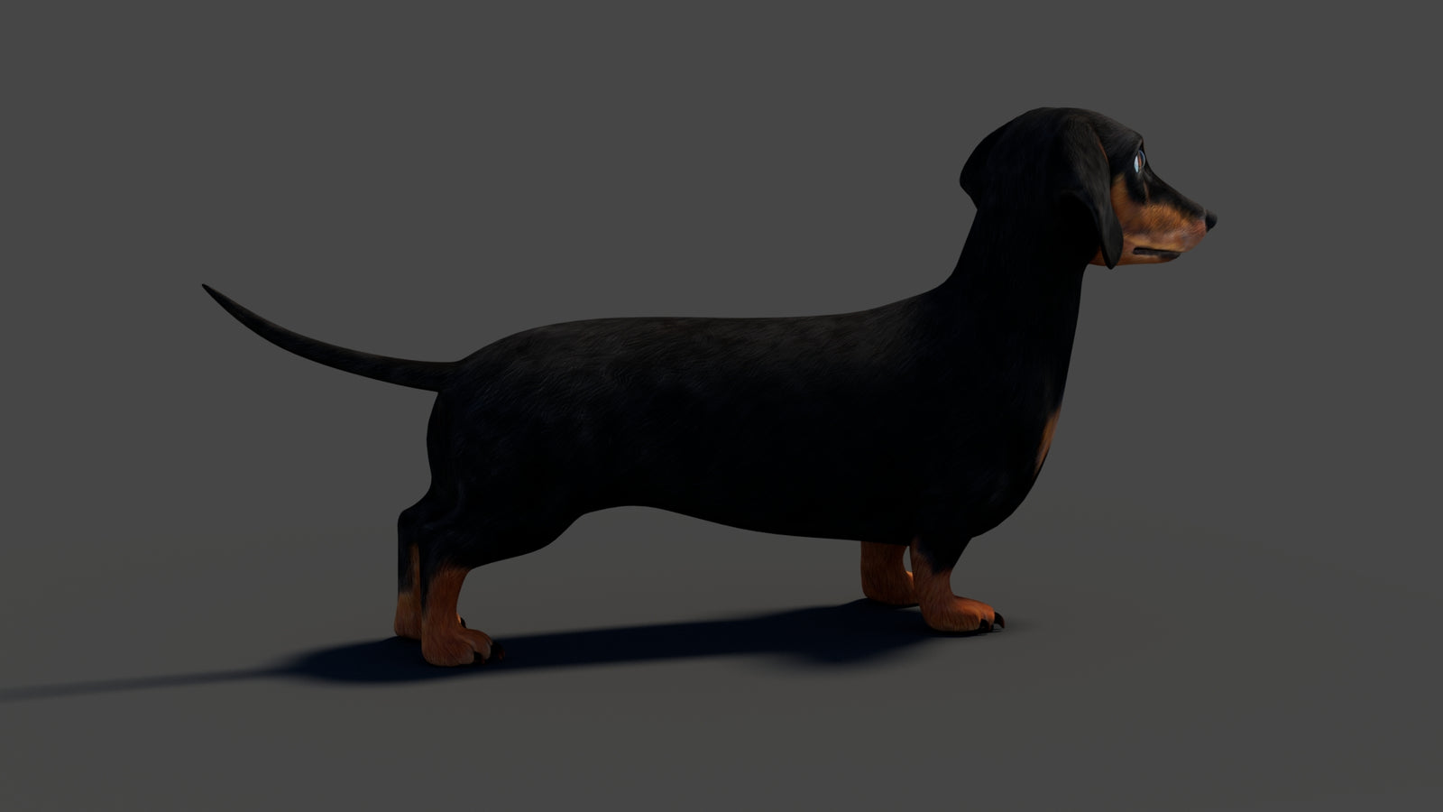 Rigged Black Dachshund Dog 3D Model 360° view 2 frame 20